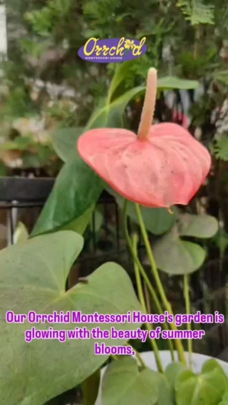 Instagram post from orrchid_montessori_house. This post is in position 3.